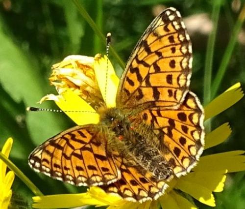 Boloria selene
